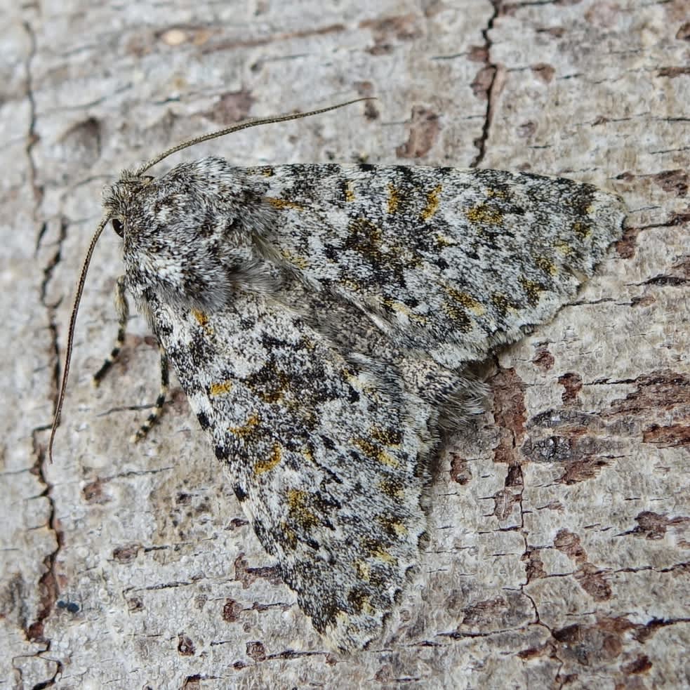 Large Ranunculus (Polymixis flavicincta) photographed in Somerset by Sue Davies