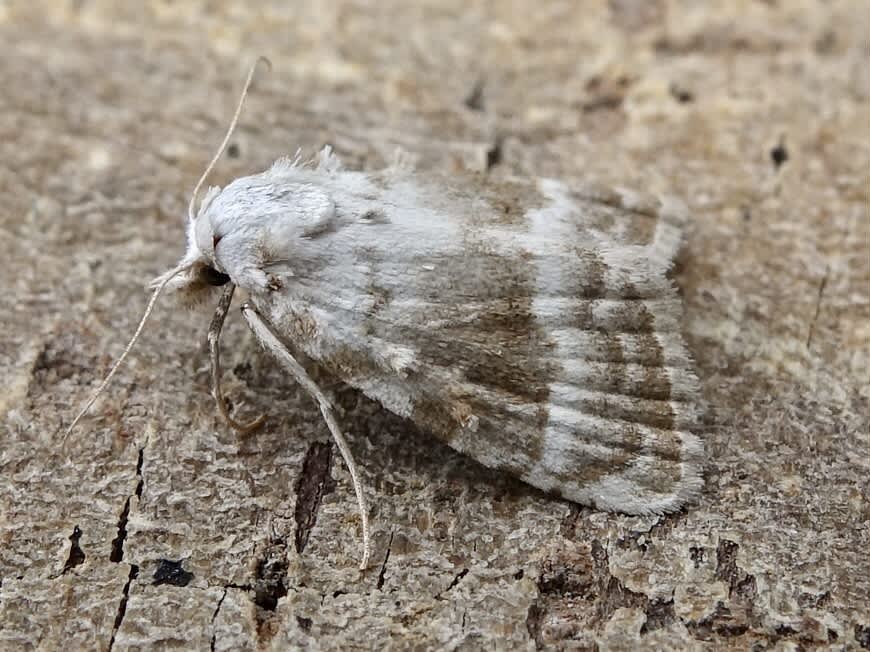 Kent Black Arches (Meganola albula) photographed in Somerset by Sue Davies