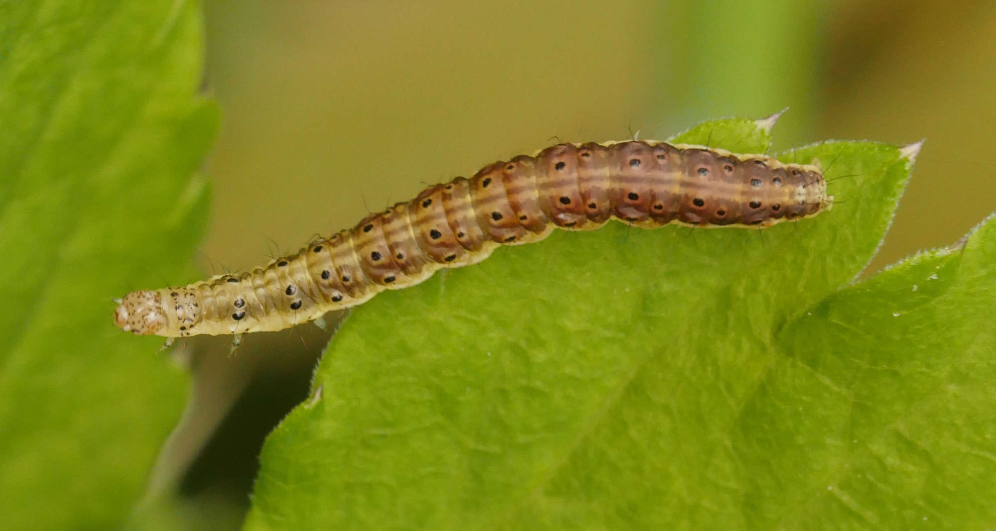 Small Purple & Gold (Pyrausta aurata) photographed in Somerset by Jenny Vickers