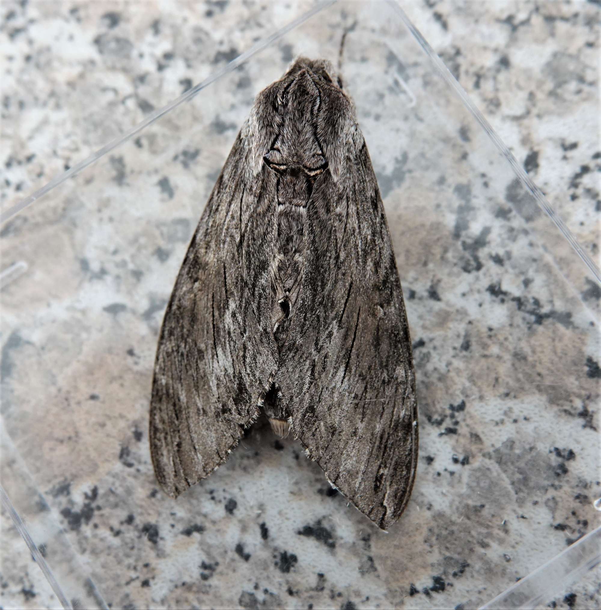 Convolvulus Hawk-moth (Agrius convolvuli) photographed in Somerset by Rob Grimmond