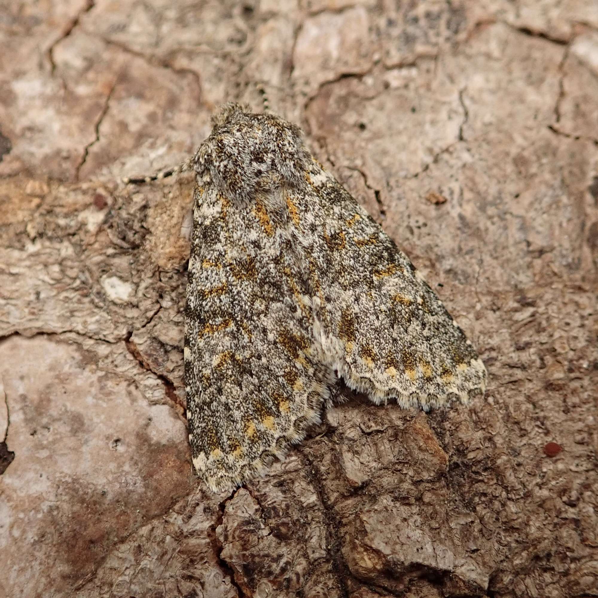 Large Ranunculus (Polymixis flavicincta) photographed in Somerset by Sue Davies