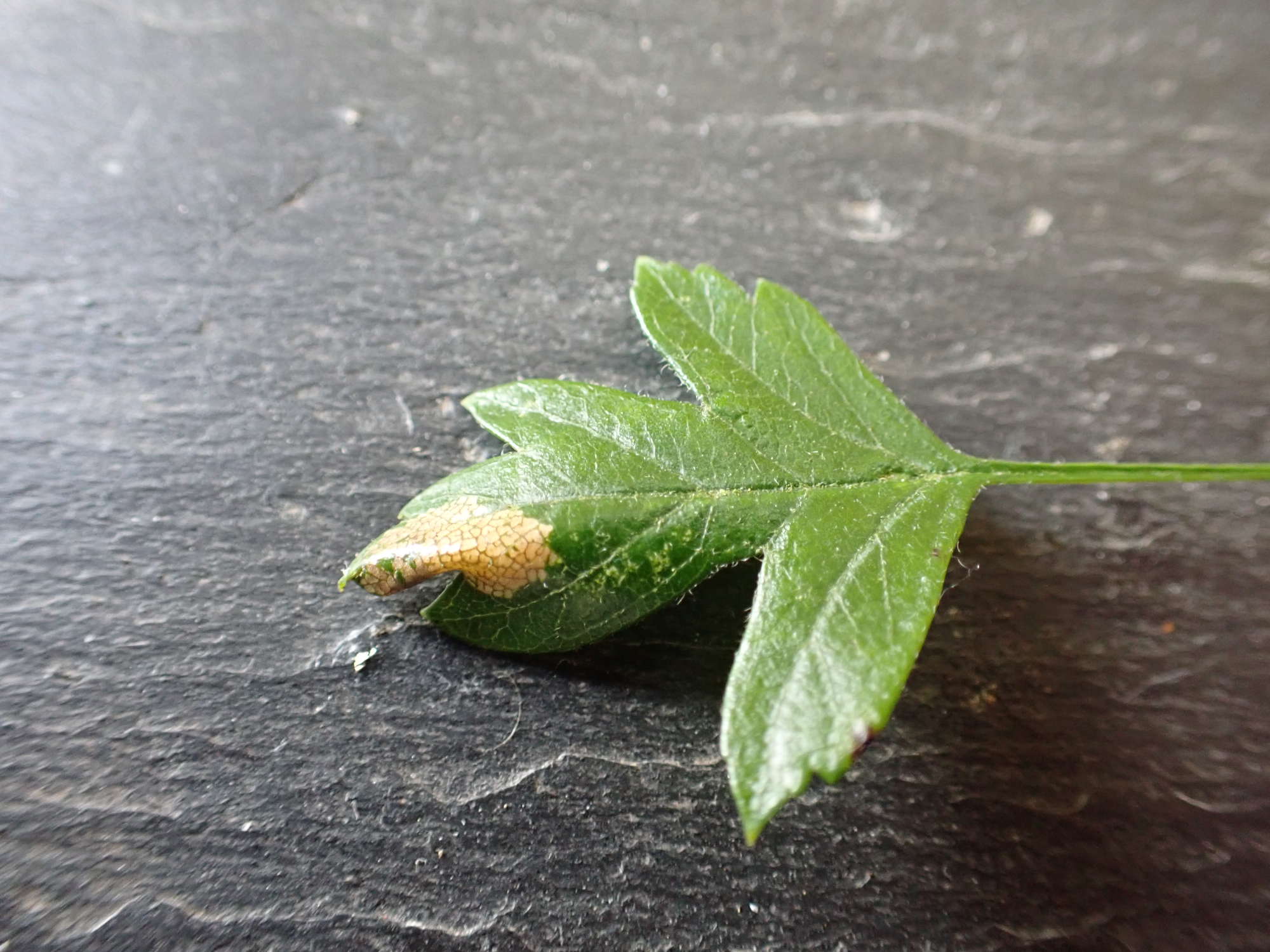 Common Thorn Midget (Phyllonorycter oxyacanthae) photographed in Somerset by Jenny Vickers