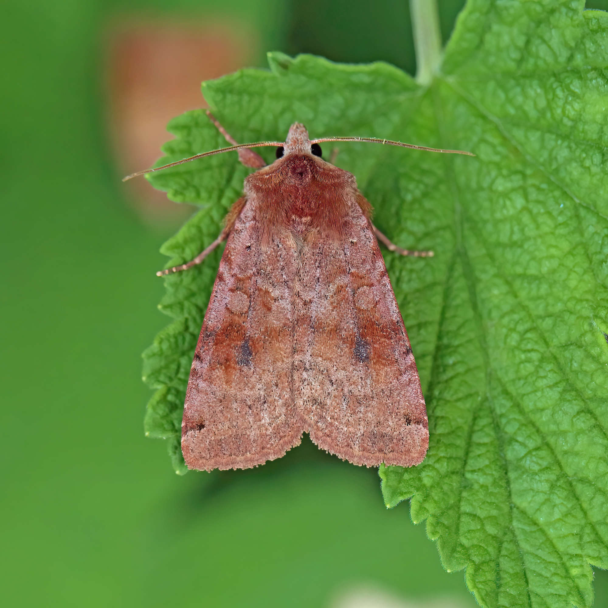Dotted Clay (Xestia baja) photographed in Somerset by Nigel Voaden