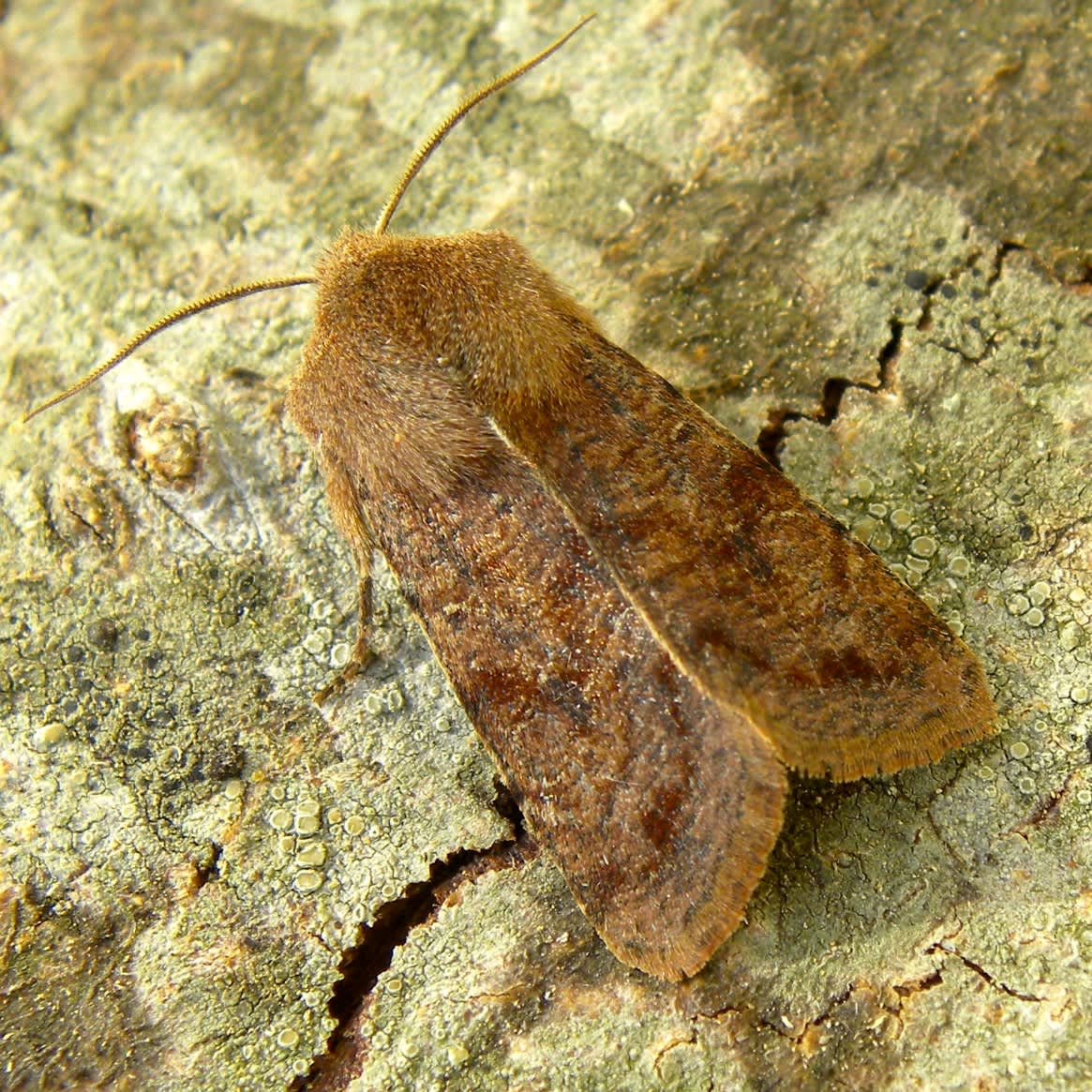 Clouded Drab (Orthosia incerta) photographed in Somerset by Sue Davies