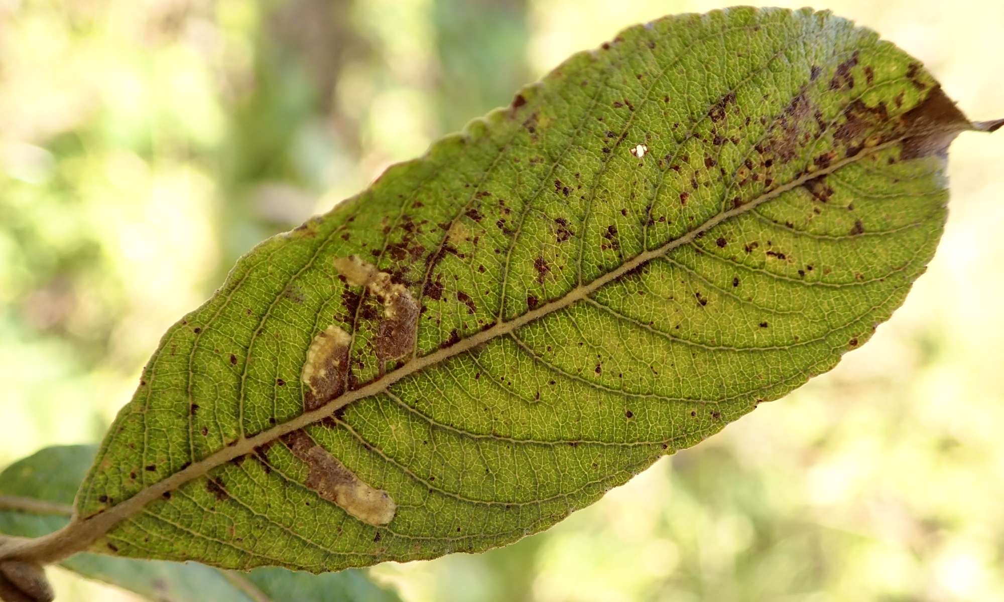 Sallow Pigmy (Stigmella salicis) photographed in Somerset by Sue Davies