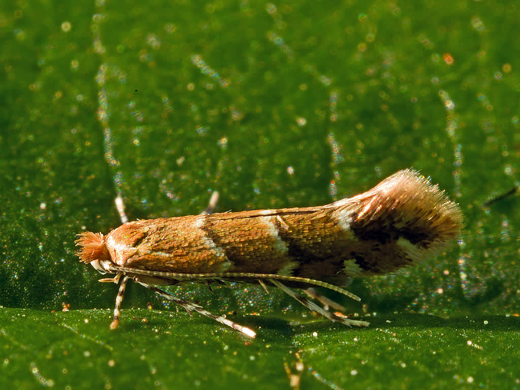 Horse-Chestnut Leaf-miner (Cameraria ohridella) photographed in Somerset by John Bebbington