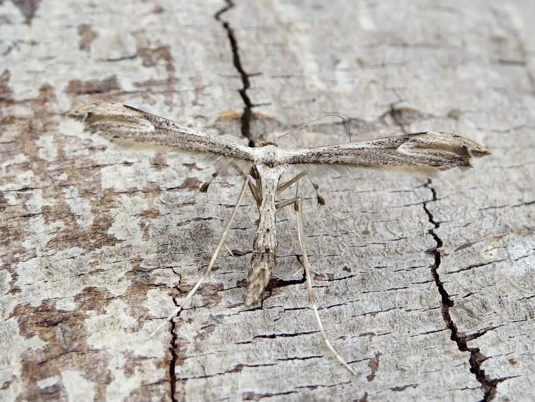 Dusky Plume (Oidaematophorus lithodactyla) photographed in Somerset by Sue Davies