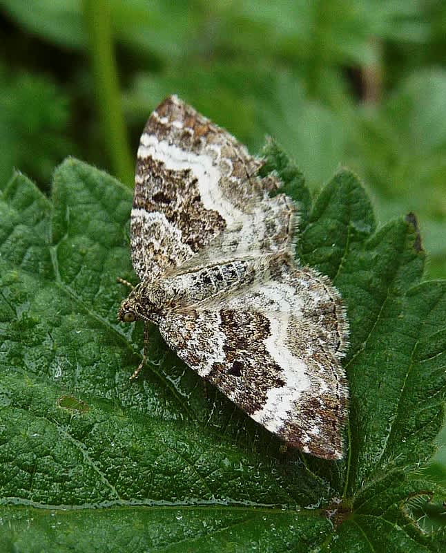 Common Carpet (Epirrhoe alternata) photographed in Somerset by John Connolly