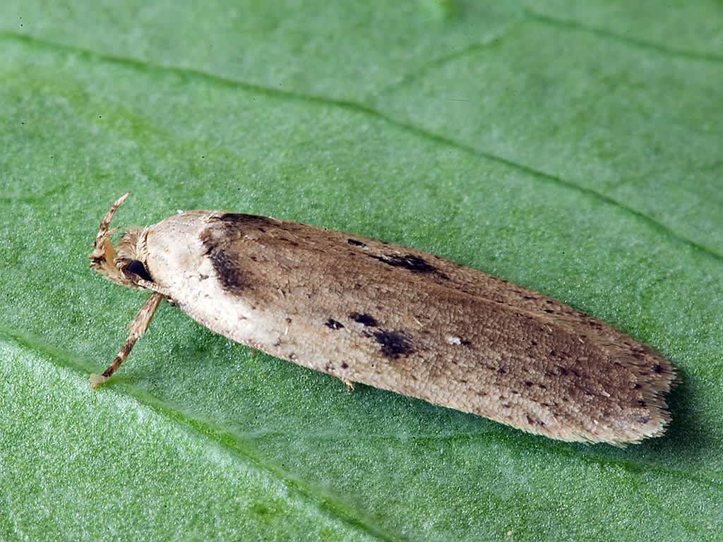 Black-spot Flat-body (Agonopterix propinquella) photographed in Somerset by John Bebbington