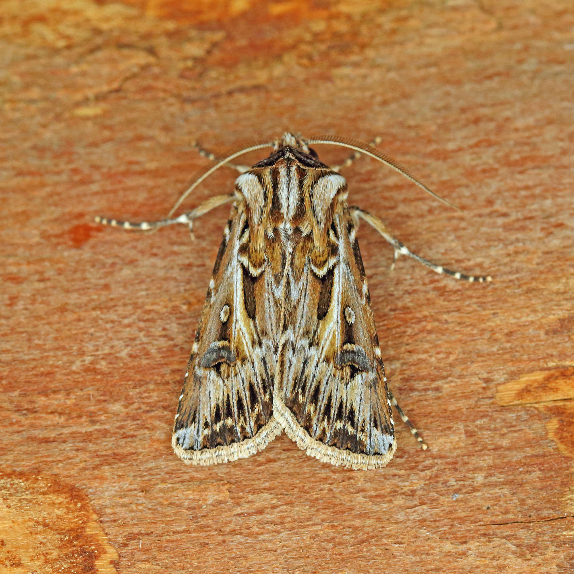 Archer's Dart (Agrotis vestigialis) photographed in Somerset by Nigel Voaden