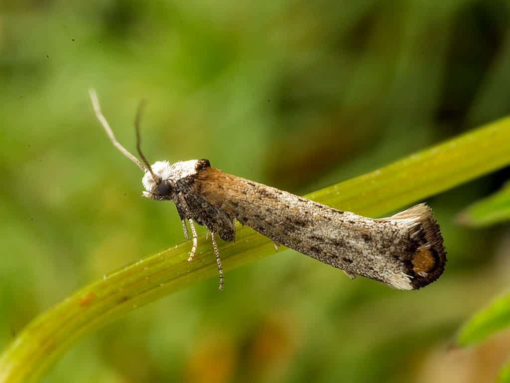 Copper-tipped Ermine (Pseudoswammerdamia combinella) photographed in Somerset by John Bebbington