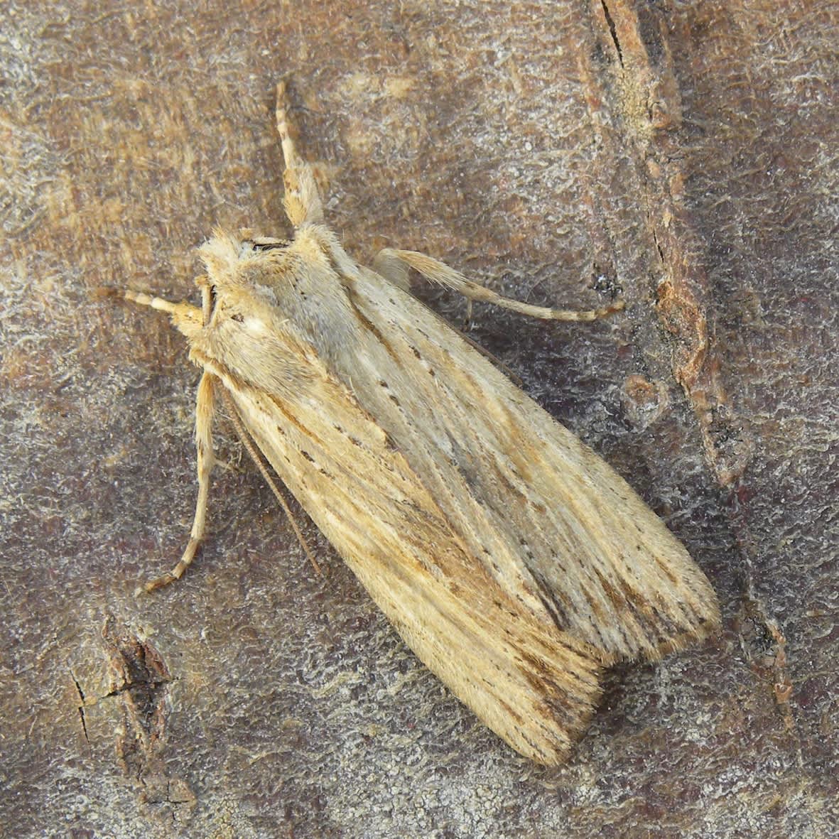 Pale Pinion (Lithophane socia) photographed in Somerset by Sue Davies