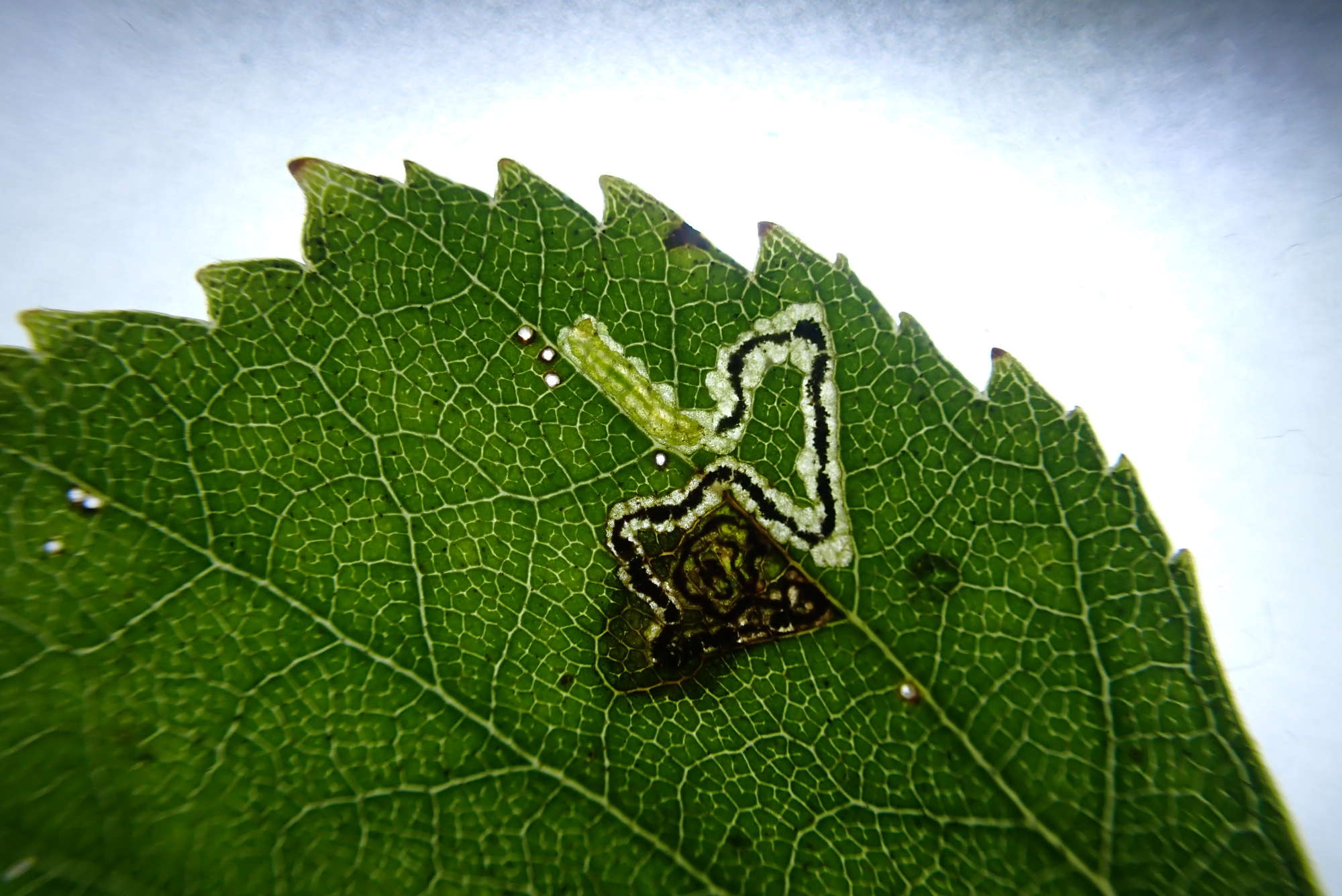 Short-barred Pigmy (Stigmella luteella) photographed in Somerset by Jenny Vickers