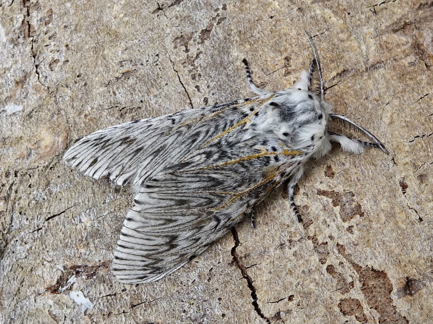 Puss Moth (Cerura vinula) photographed in Somerset by Sue Davies