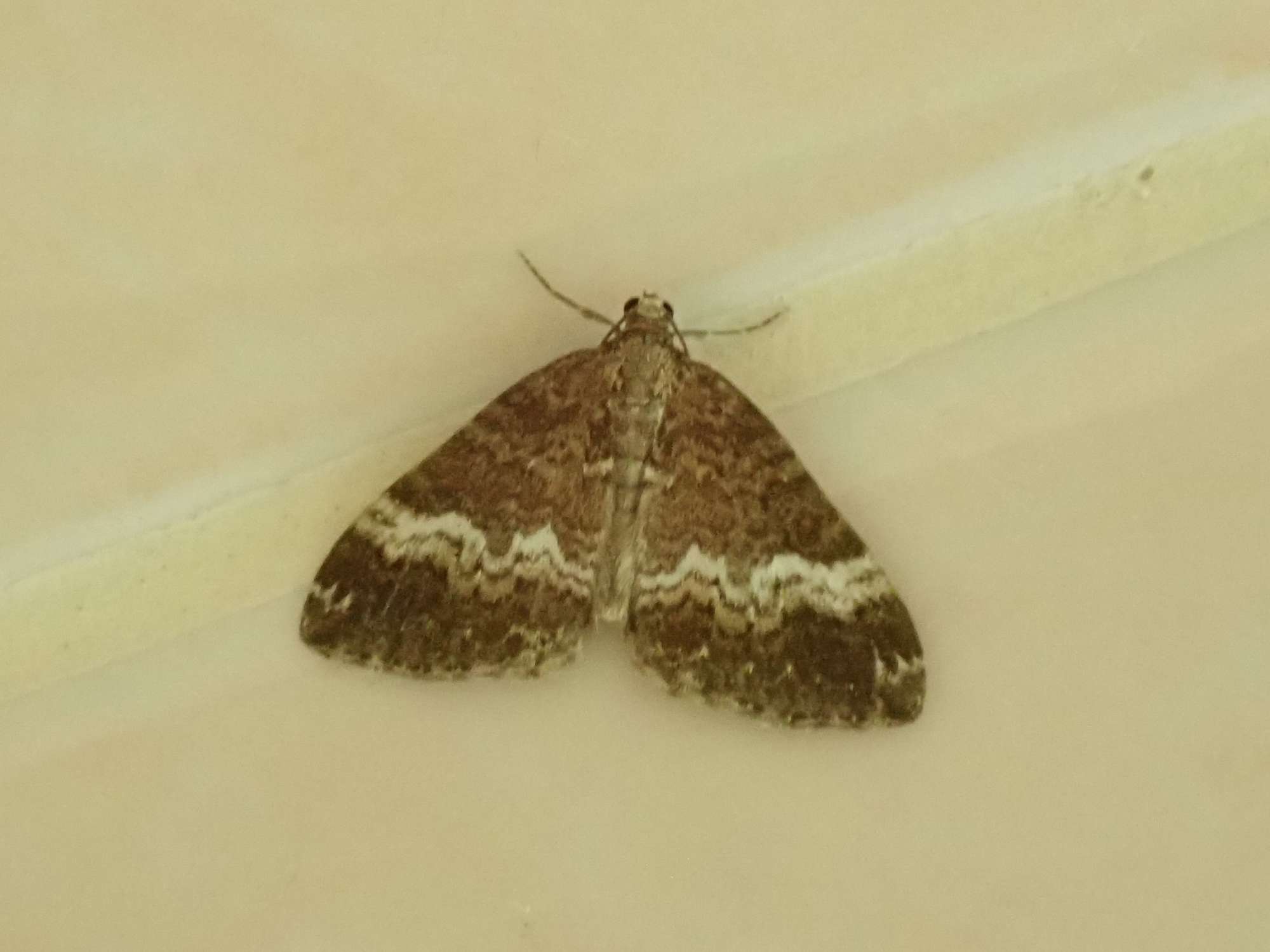 Small Rivulet (Perizoma alchemillata) photographed in Somerset by Christopher Iles