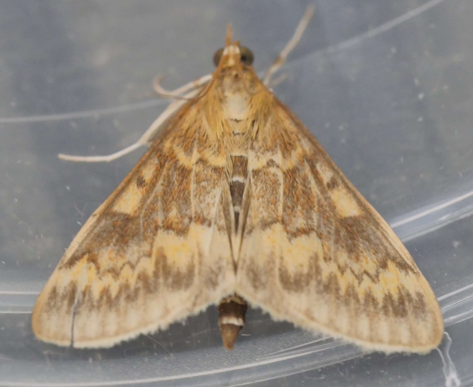 European Corn-borer (Ostrinia nubilalis) photographed in Somerset by Jenny Vickers