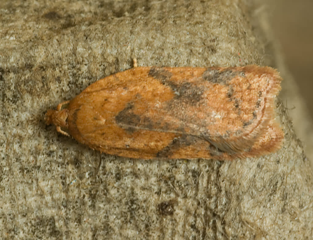 Rusty Oak Button (Acleris ferrugana) photographed in Somerset by John Bebbington