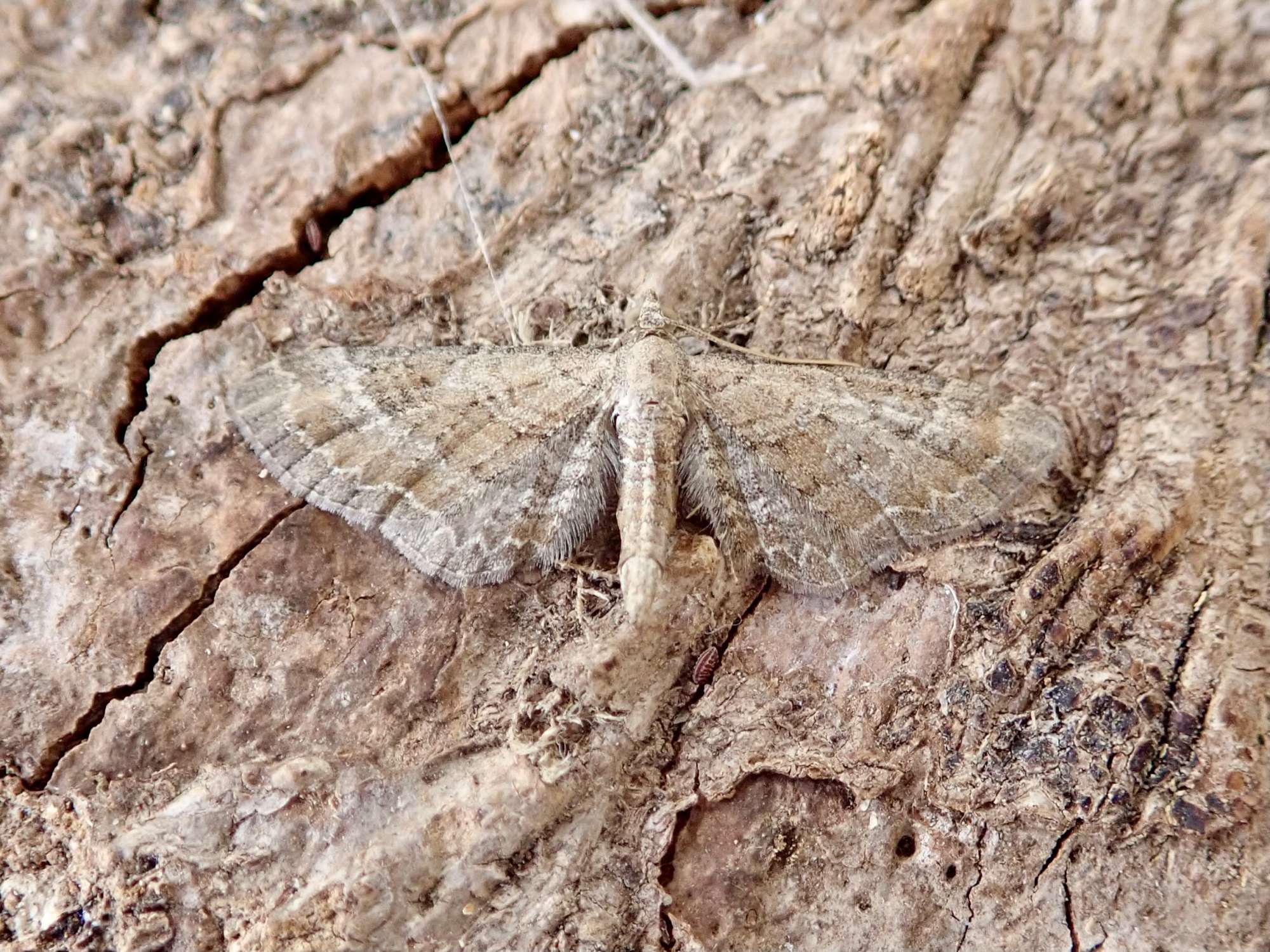 Plain Pug (Eupithecia simpliciata) photographed in Somerset by Sue Davies