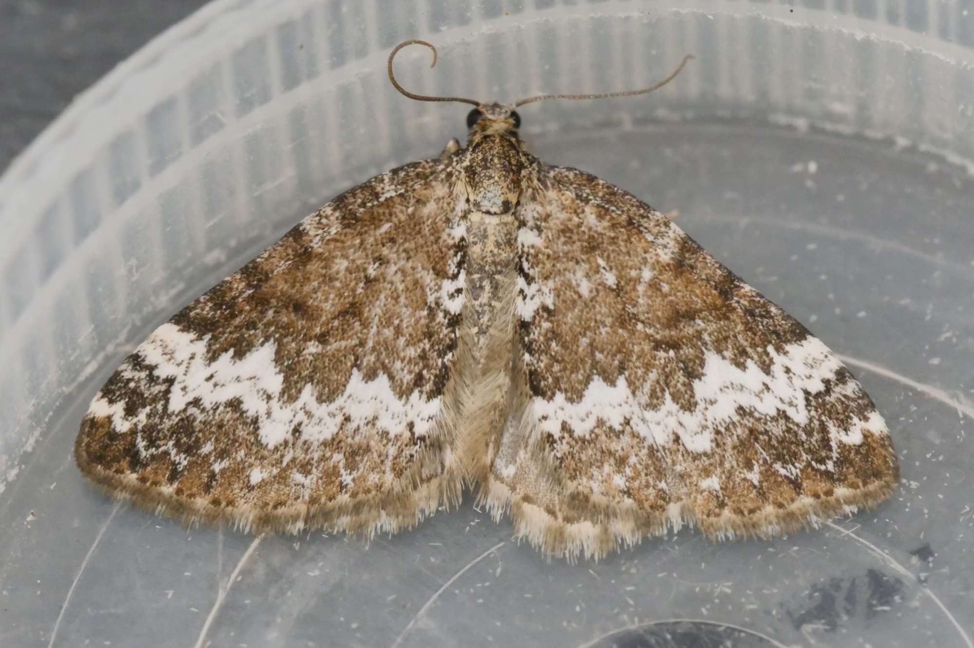 Small Rivulet (Perizoma alchemillata) photographed in Somerset by Jenny Vickers