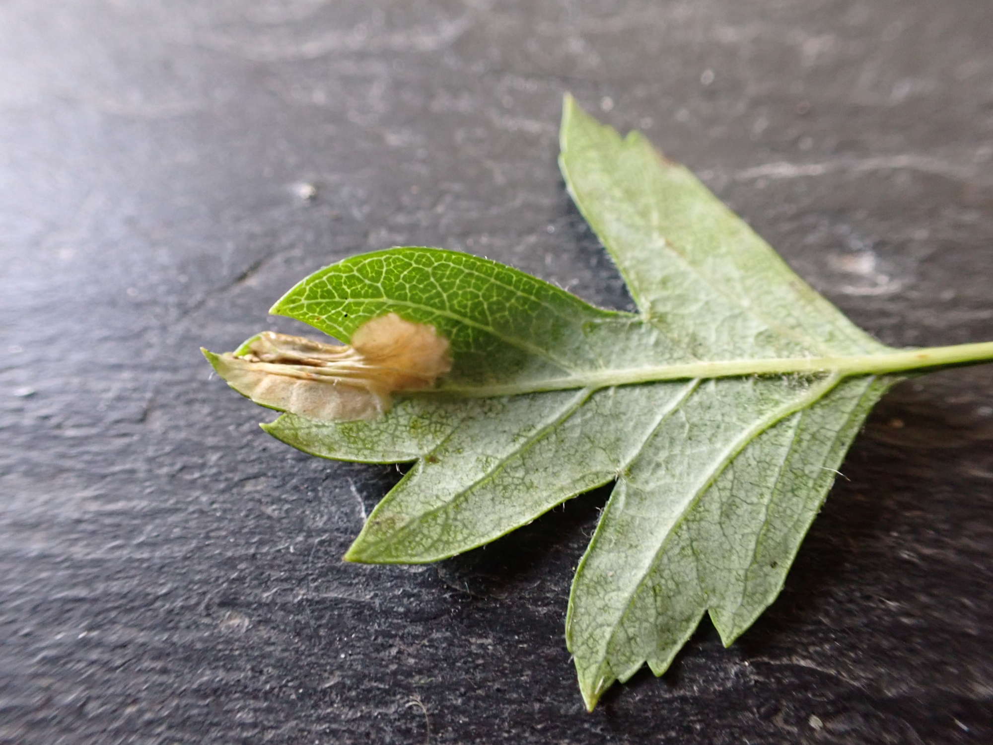 Common Thorn Midget (Phyllonorycter oxyacanthae) photographed in Somerset by Jenny Vickers