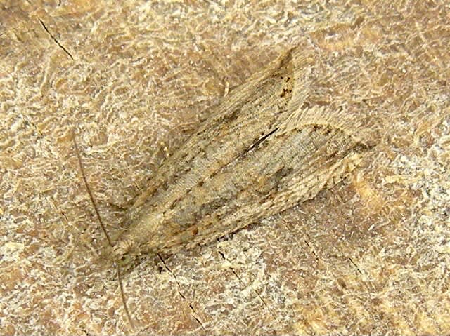 Rush Marble (Bactra lancealana) photographed in Somerset by Sue Davies