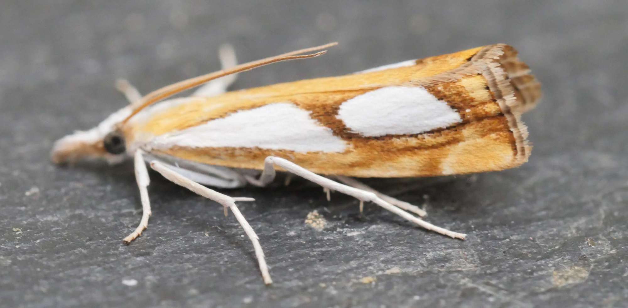 Pearl Grass-veneer (Catoptria pinella) photographed in Somerset by Jenny Vickers