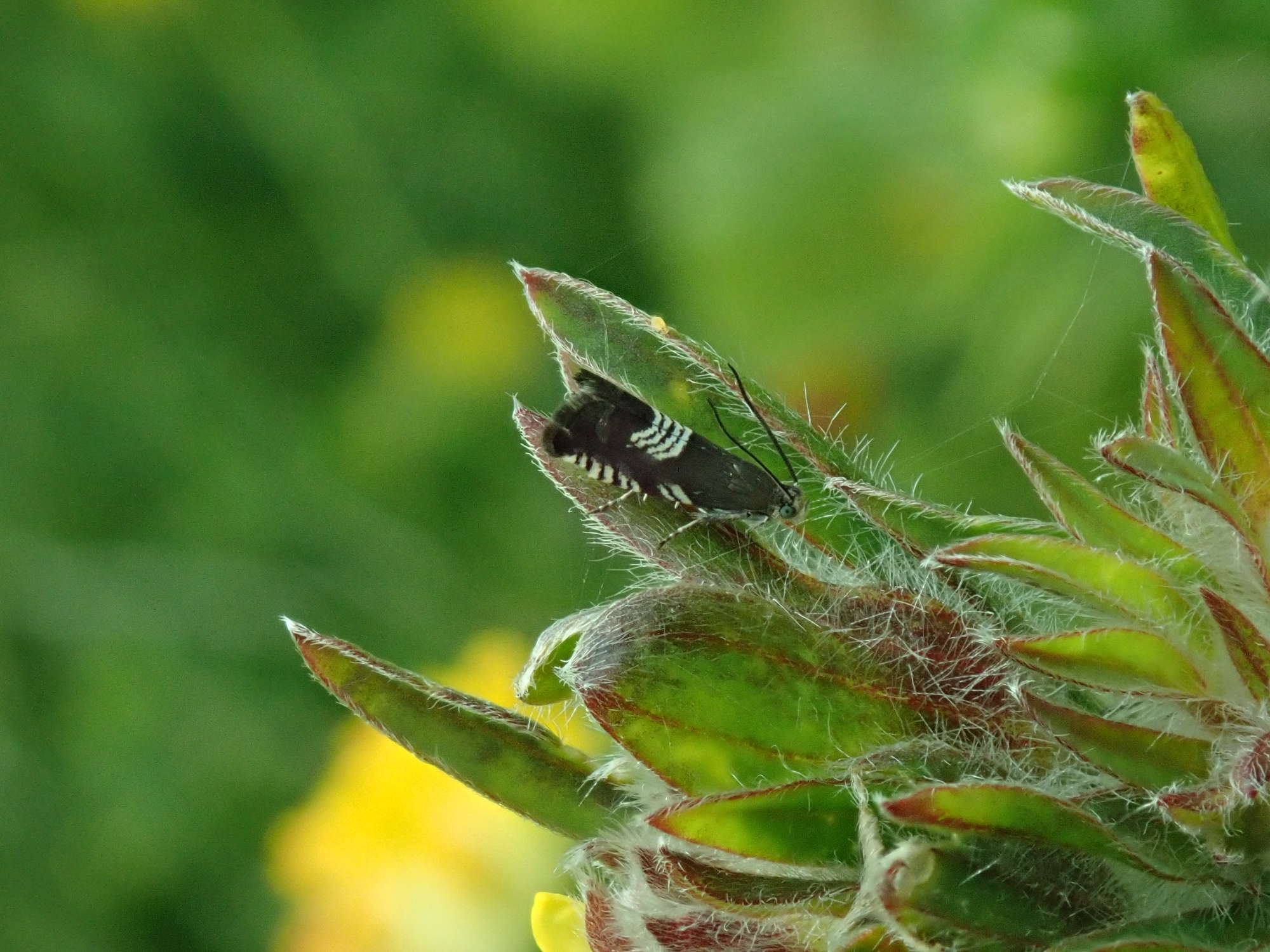 Triple-stripe Piercer (Grapholita compositella) photographed in Somerset by Christopher Iles