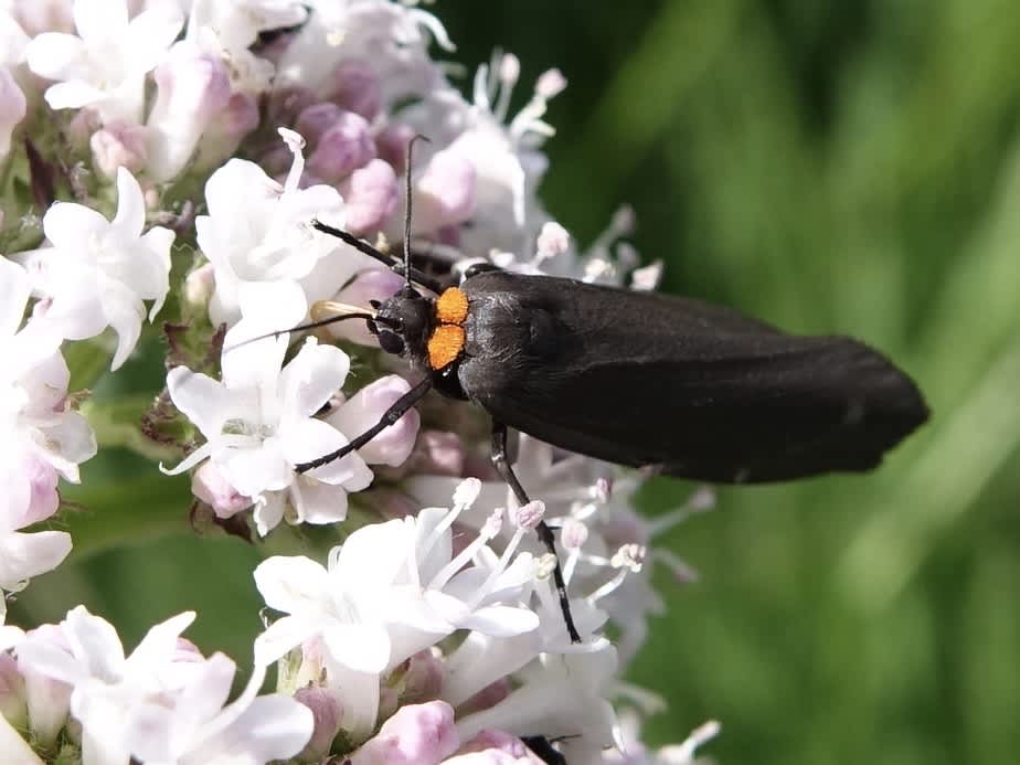 Red-necked Footman (Atolmis rubricollis) photographed in Somerset by Sue Davies