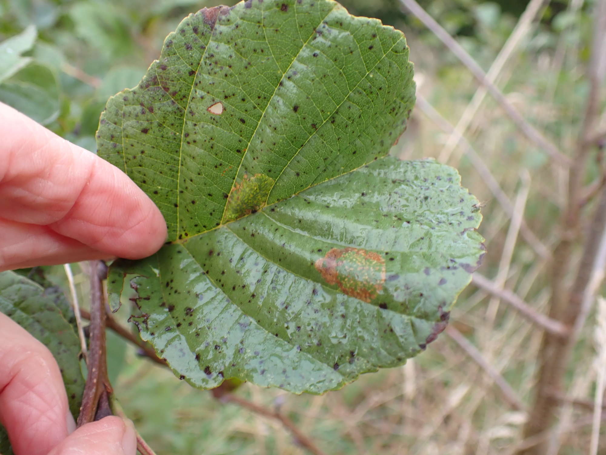 Dark Alder Midget (Phyllonorycter klemannella) photographed in Somerset by Jenny Vickers