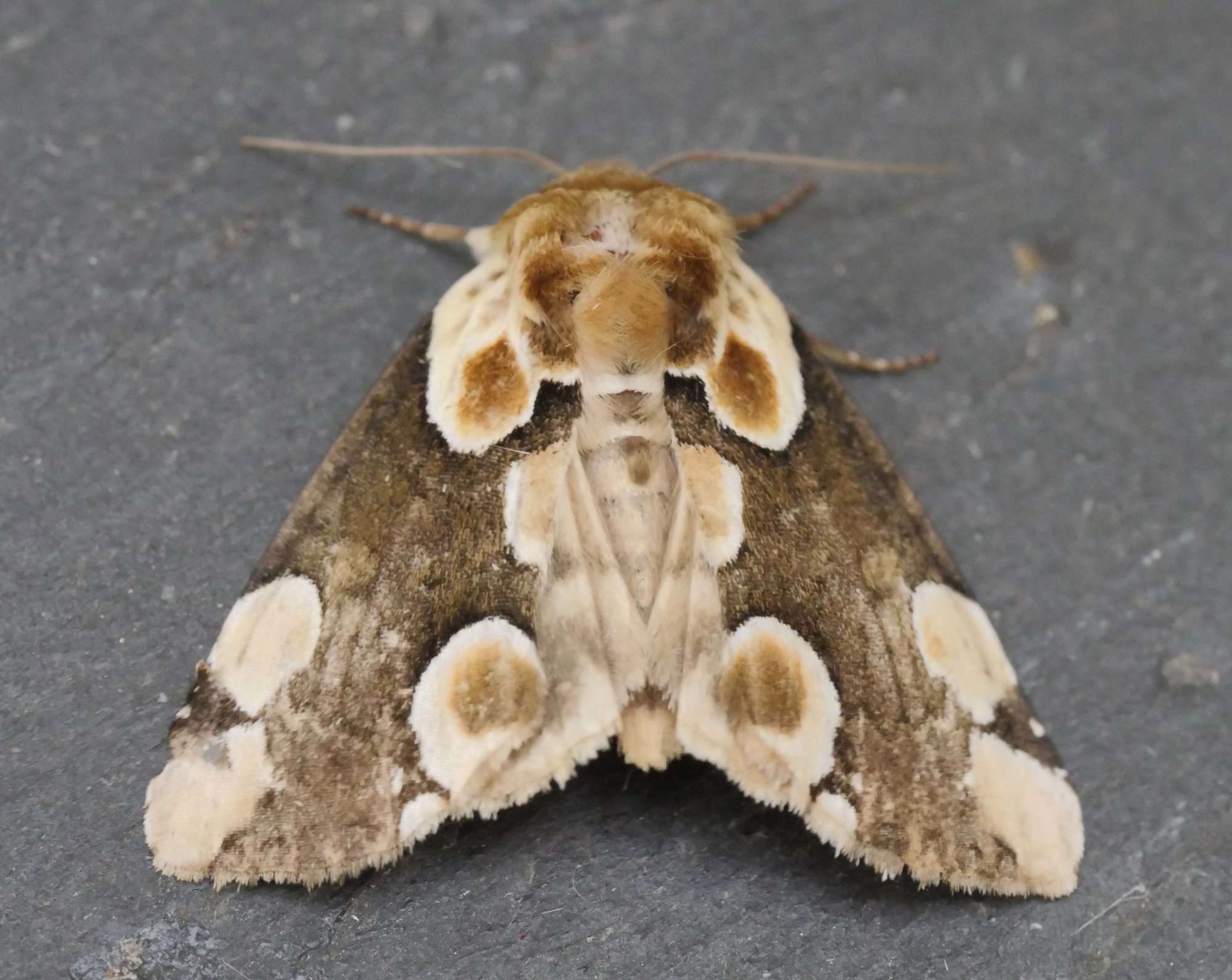 Peach Blossom (Thyatira batis) photographed in Somerset by Jenny Vickers