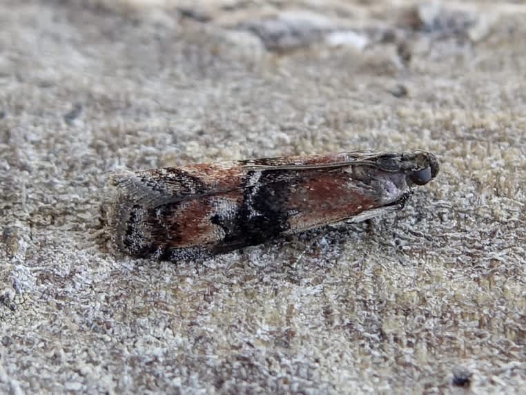Beautiful Knot-horn (Rhodophaea formosa) photographed in Somerset by Sue Davies