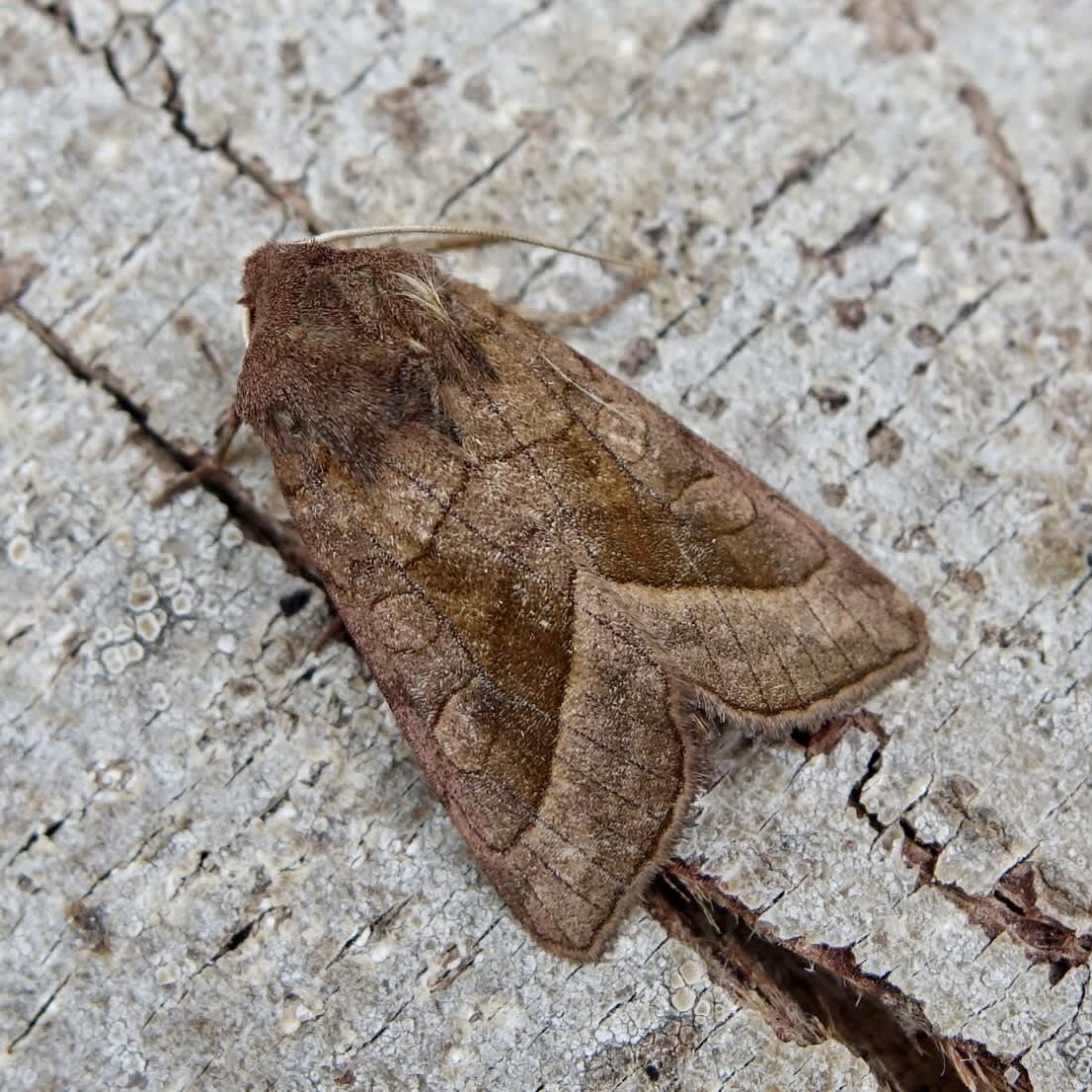 Rosy Rustic (Hydraecia micacea) photographed in Somerset by Sue Davies