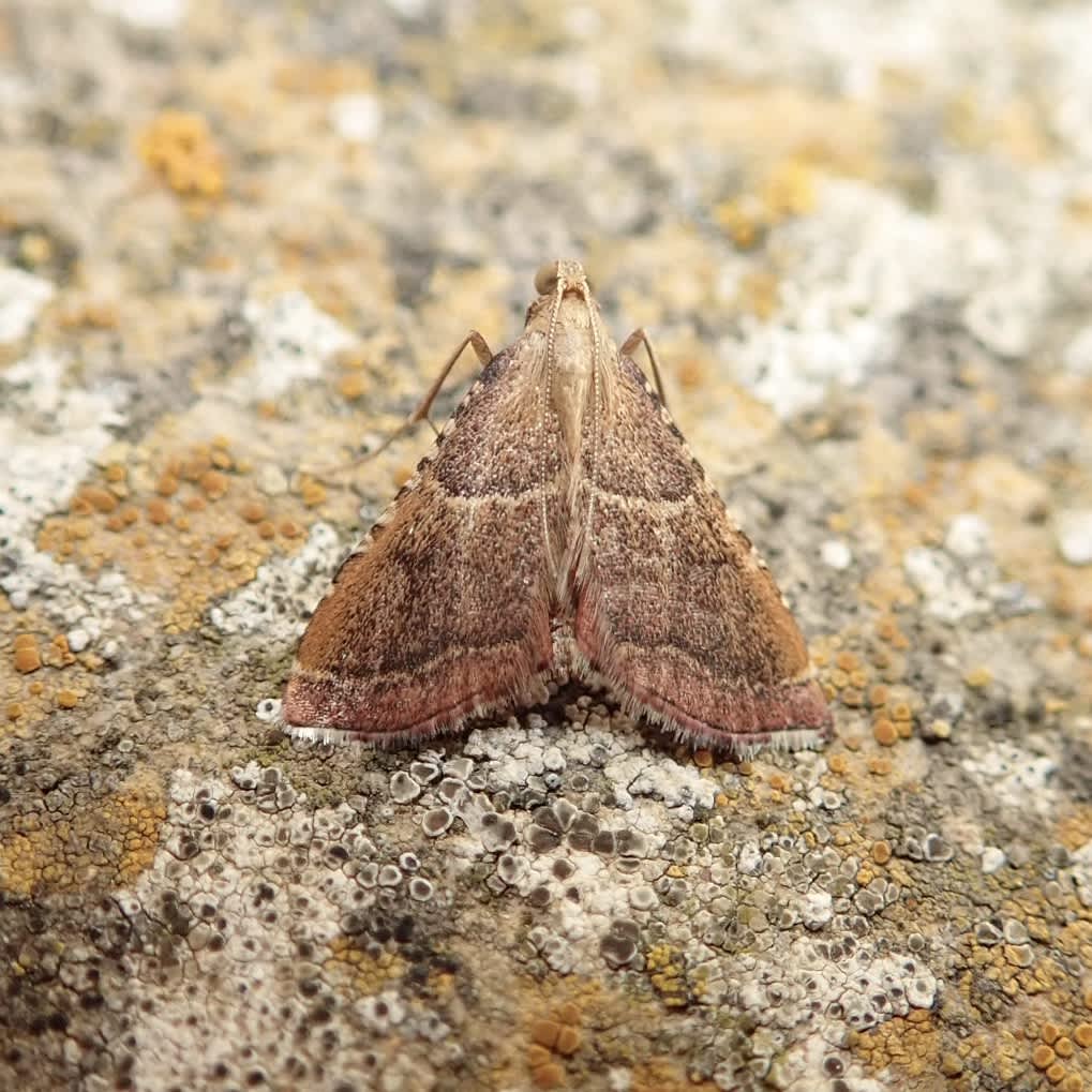 Rosy Tabby (Endotricha flammealis) photographed in Somerset by Sue Davies