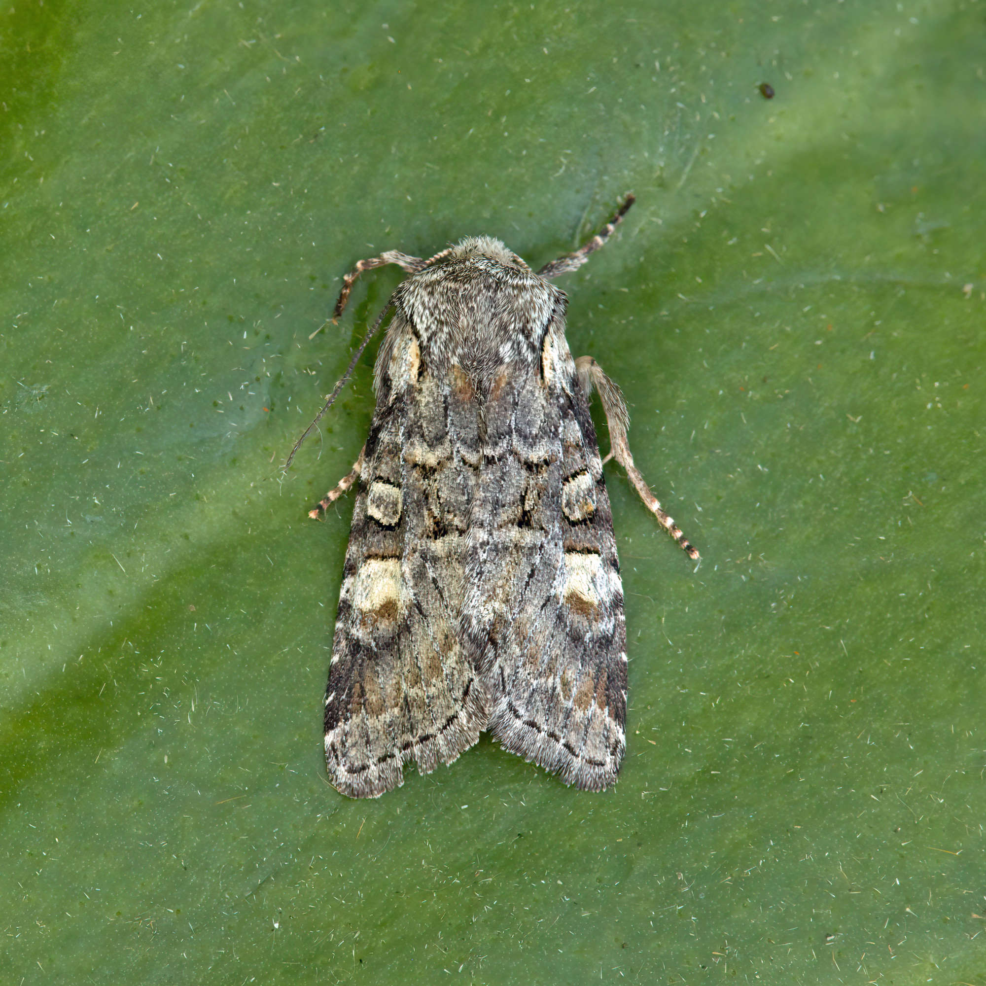 Minor Shoulder-knot (Brachylomia viminalis) photographed in Somerset by Nigel Voaden