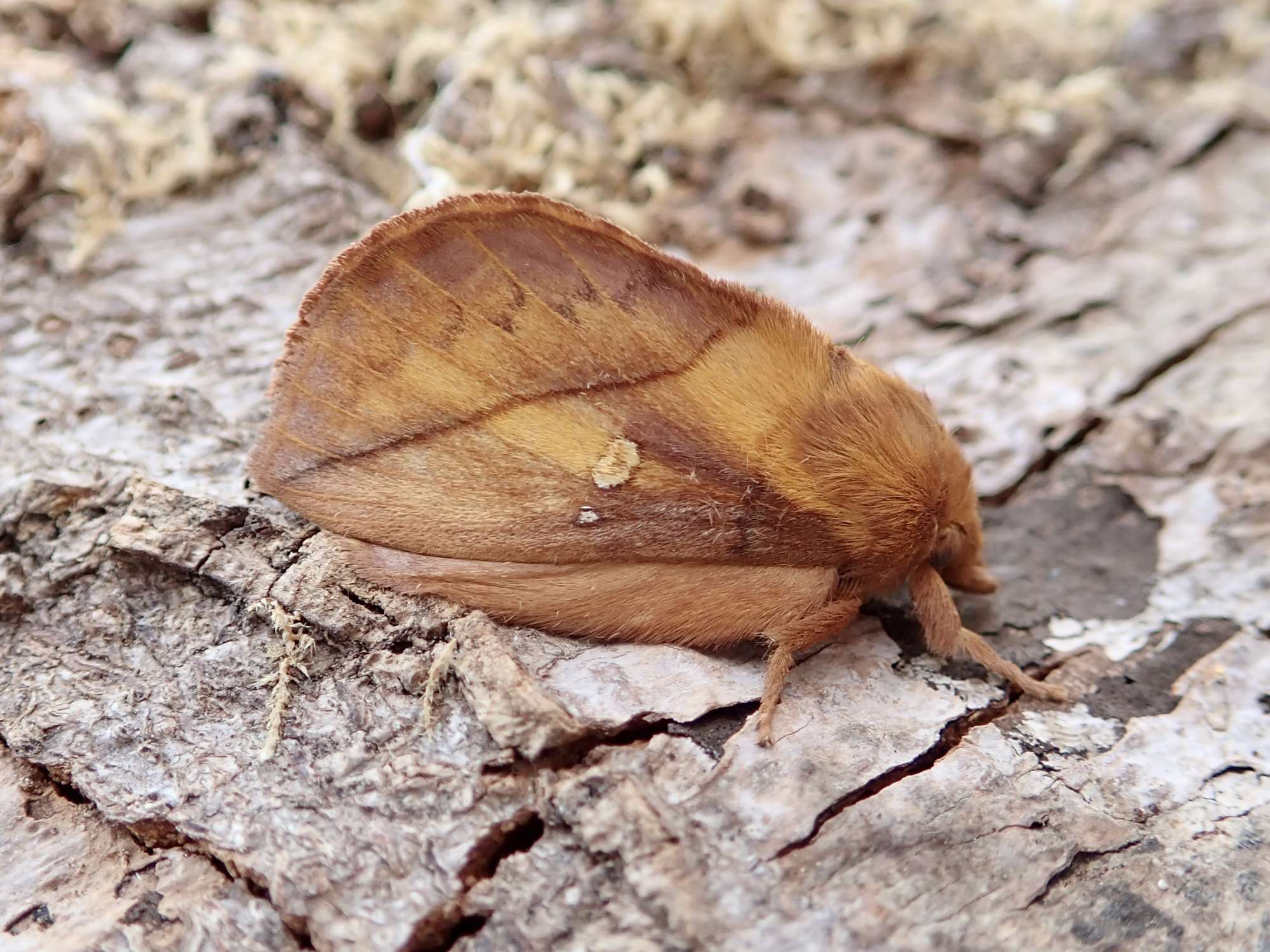 The Drinker (Euthrix potatoria) photographed in Somerset by Sue Davies