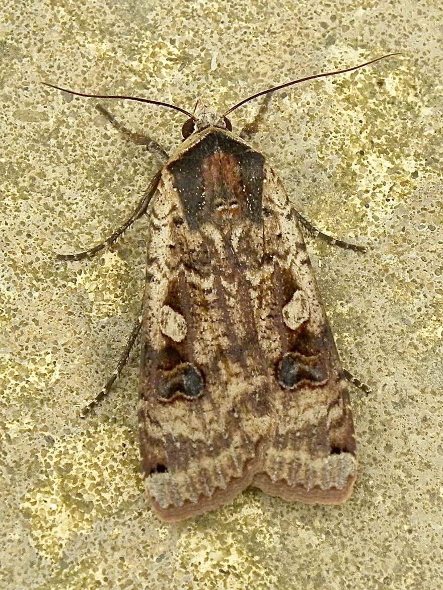 Large Yellow Underwing (Noctua pronuba) photographed in Somerset by Sue Davies