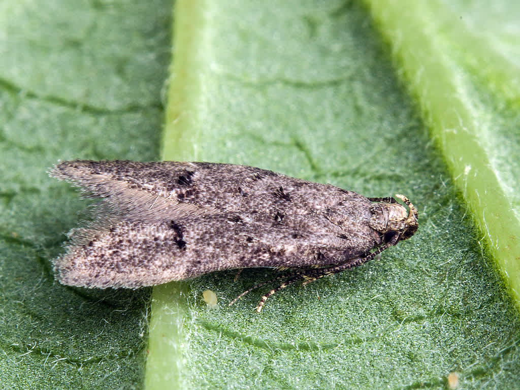 Common Groundling (Teleiodes vulgella) photographed in Somerset by John Bebbington