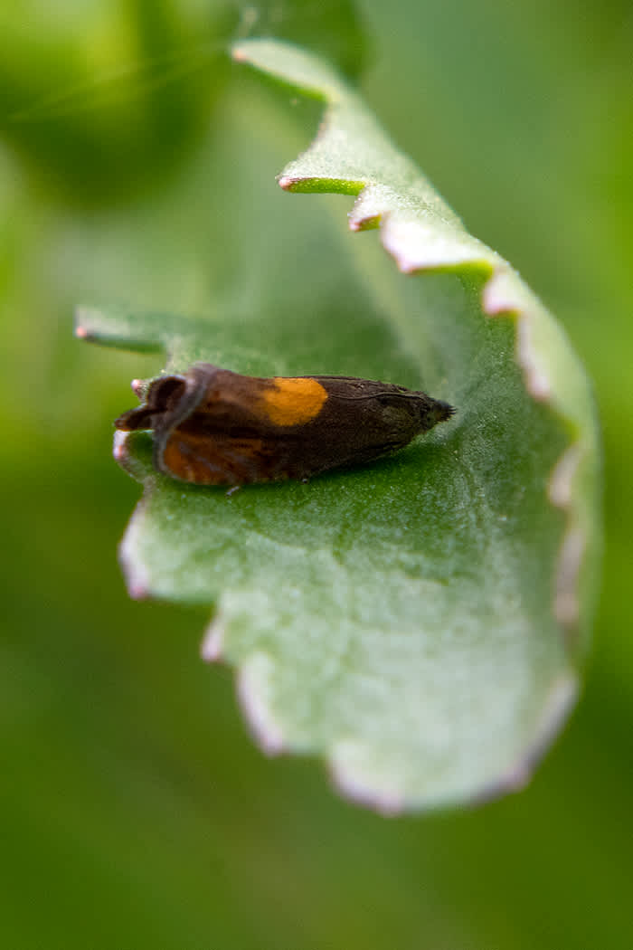 Broad-blotch Drill (Dichrorampha alpinana) photographed in Somerset by John Bebbington