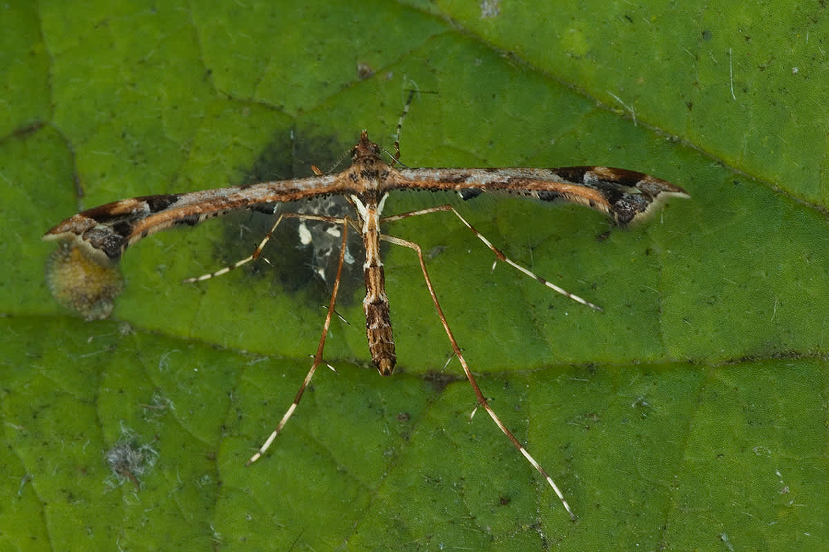 Beautiful Plume (Amblyptilia acanthadactyla) photographed in Somerset by John Bebbington