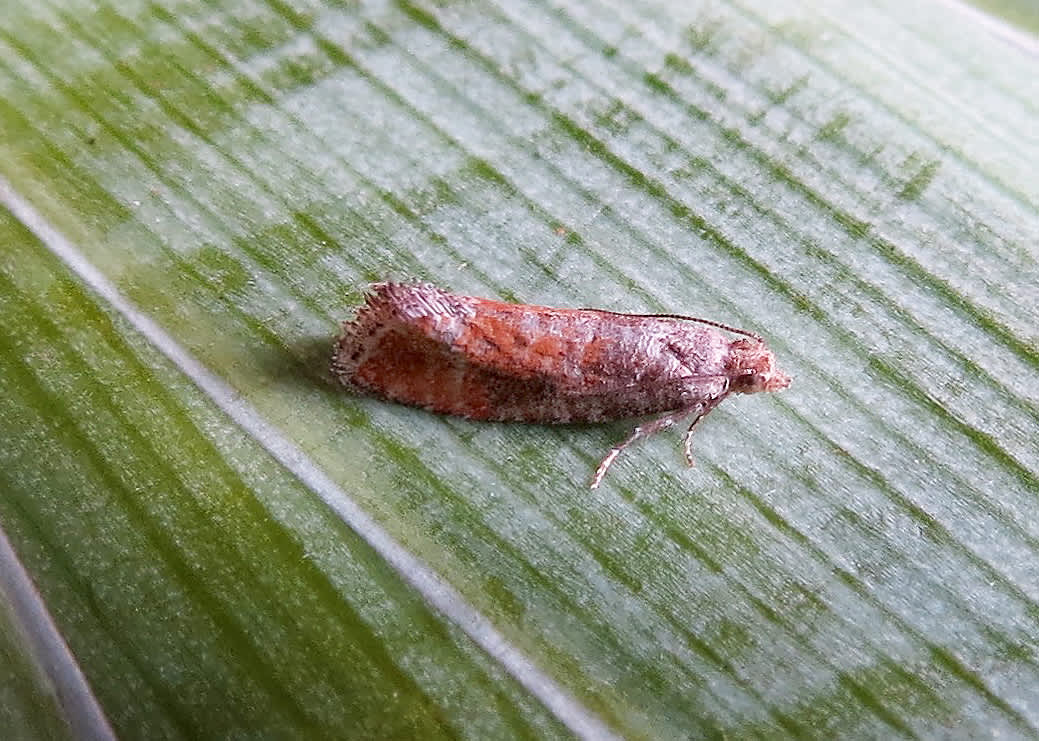 Pine Leaf-mining Moth (Clavigesta purdeyi) photographed in Somerset by Steve Chapple