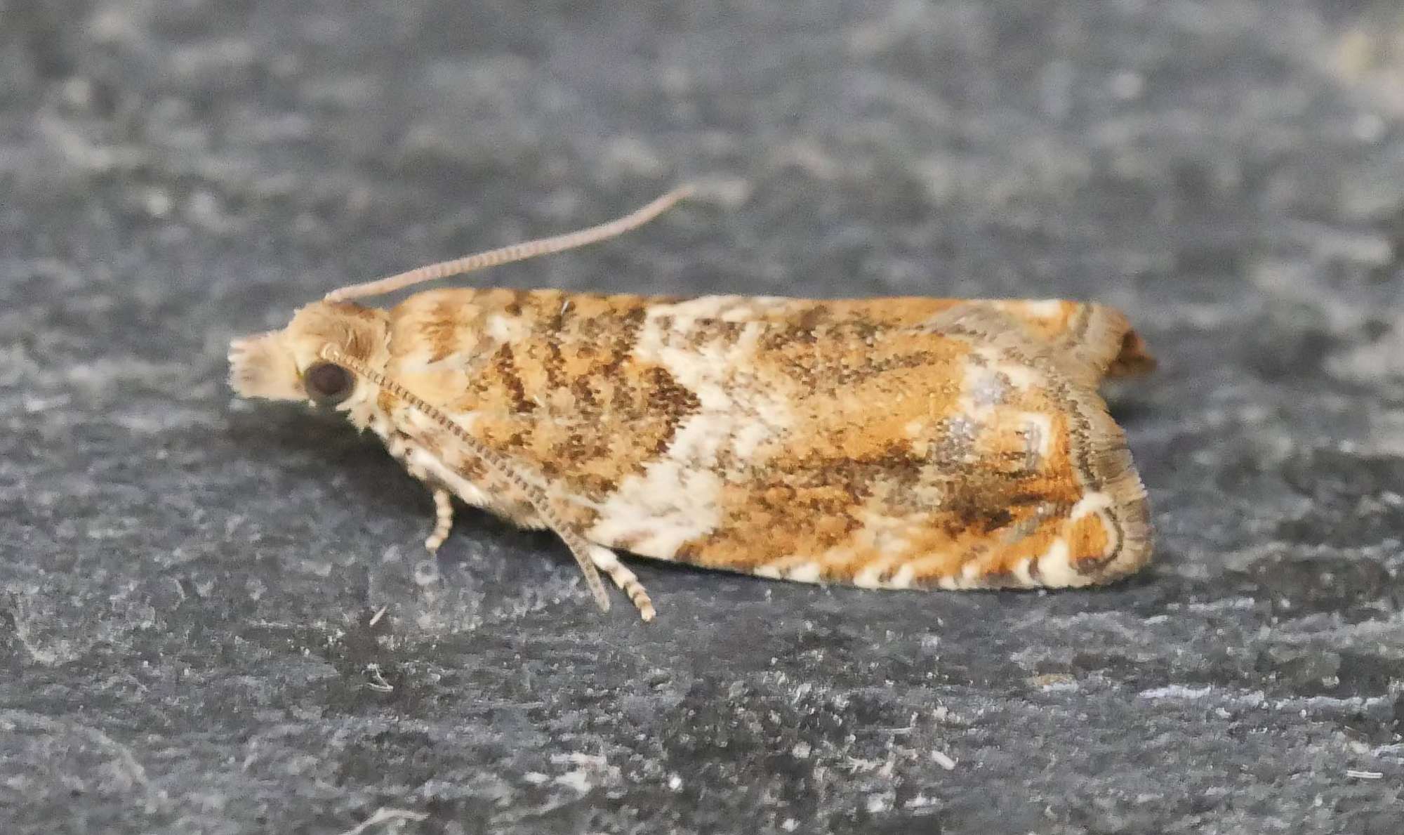 Brown Elm Bell (Epinotia abbreviana) photographed in Somerset by Jenny Vickers