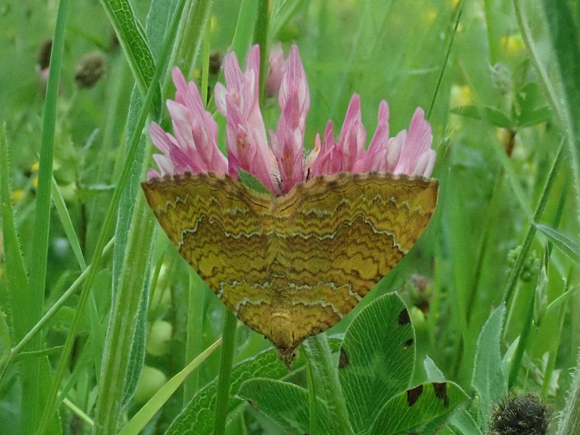 Yellow Shell (Camptogramma bilineata) photographed in Somerset by Christopher Iles