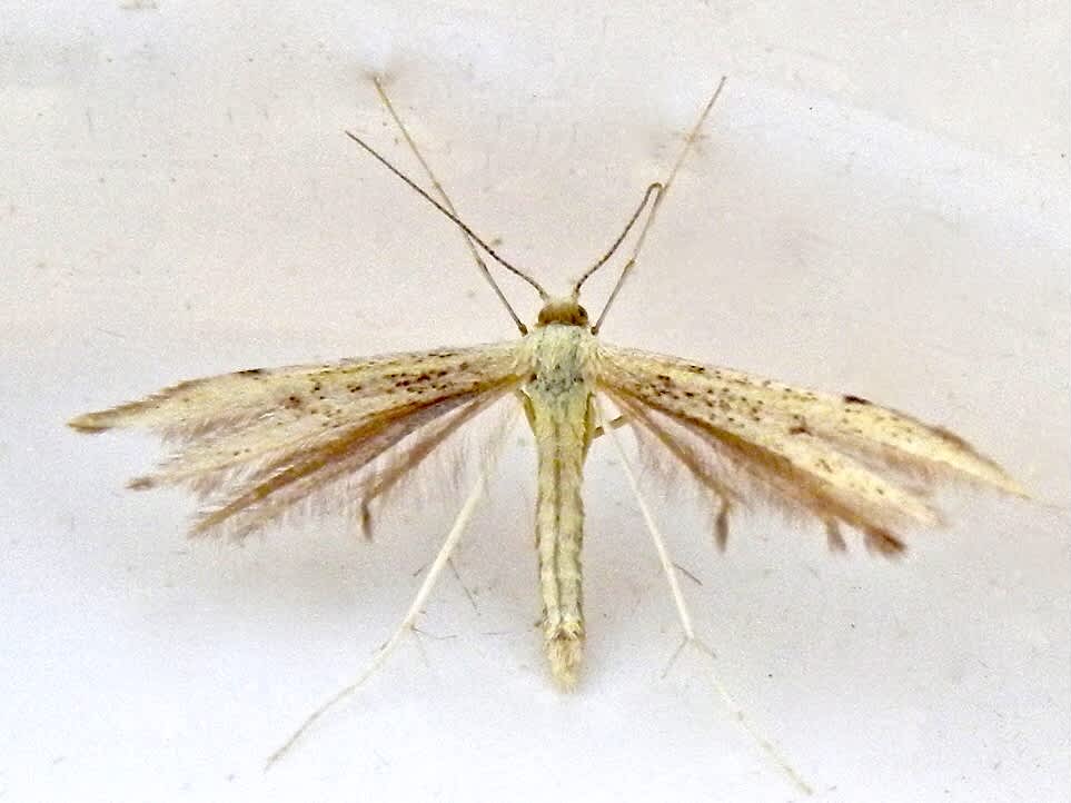 Citron Plume (Hellinsia carphodactyla) photographed in Somerset by Sue Davies