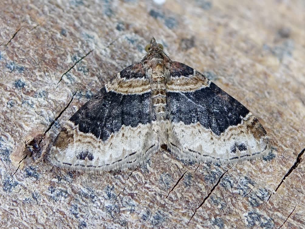 Dark-barred Twin-spot Carpet (Xanthorhoe ferrugata) photographed in Somerset by Sue Davies