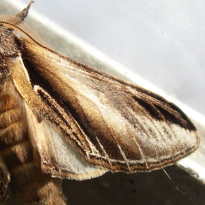 Swallow Prominent (Pheosia tremula) photographed in Somerset by Sue Davies