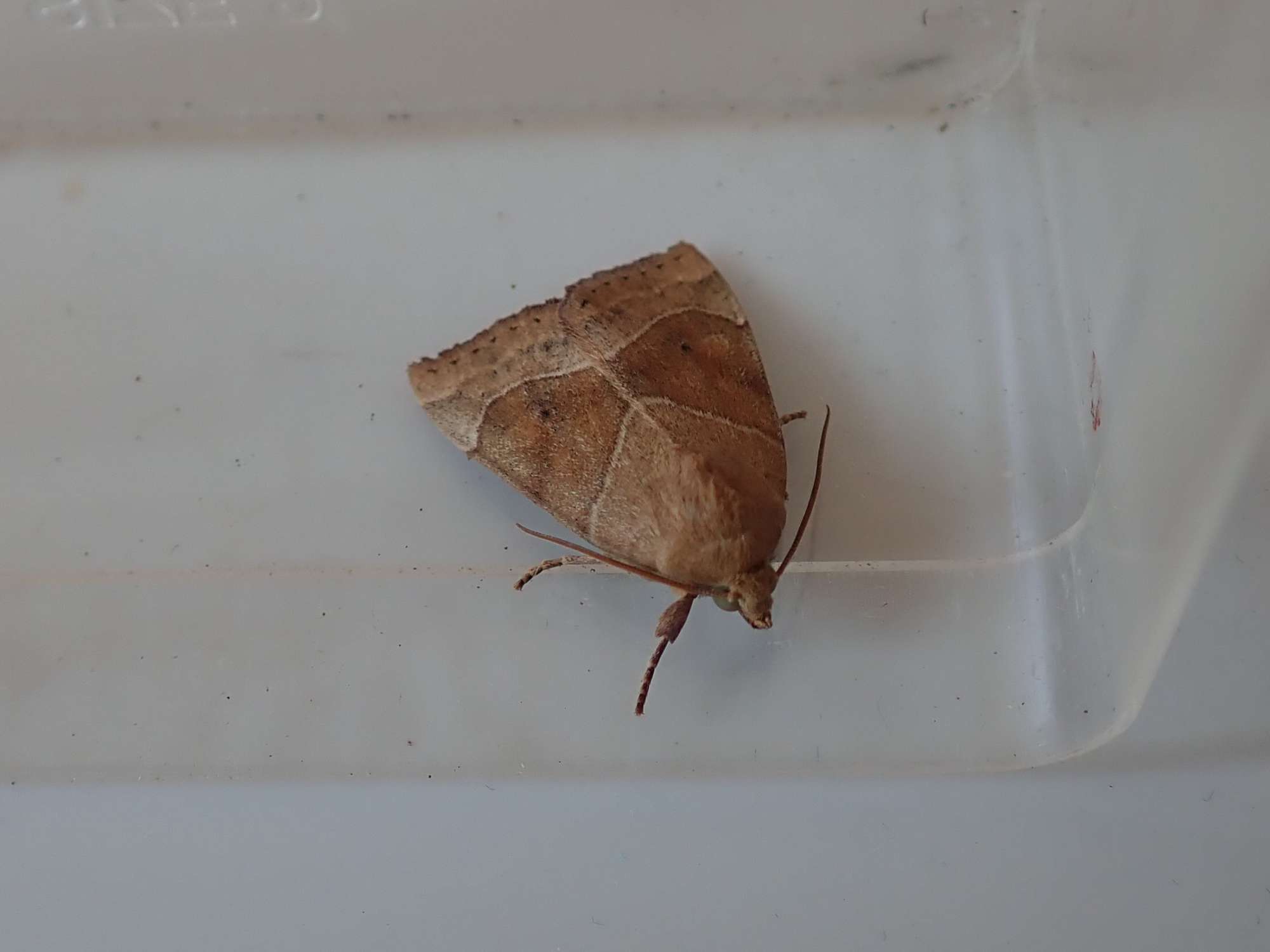 Dun-bar (Cosmia trapezina) photographed in Somerset by Christopher Iles