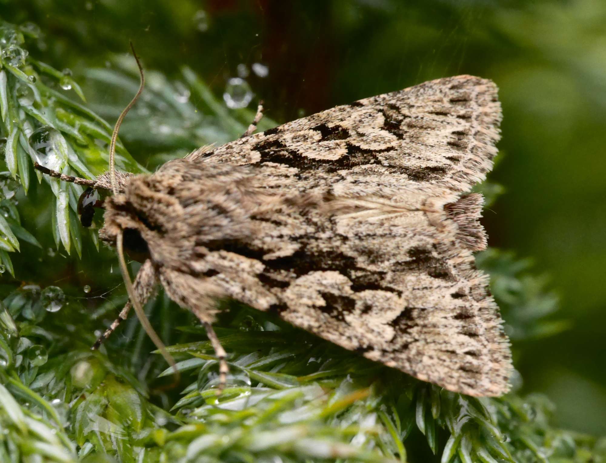 Early Grey (Xylocampa areola) photographed in Somerset by John Connolly