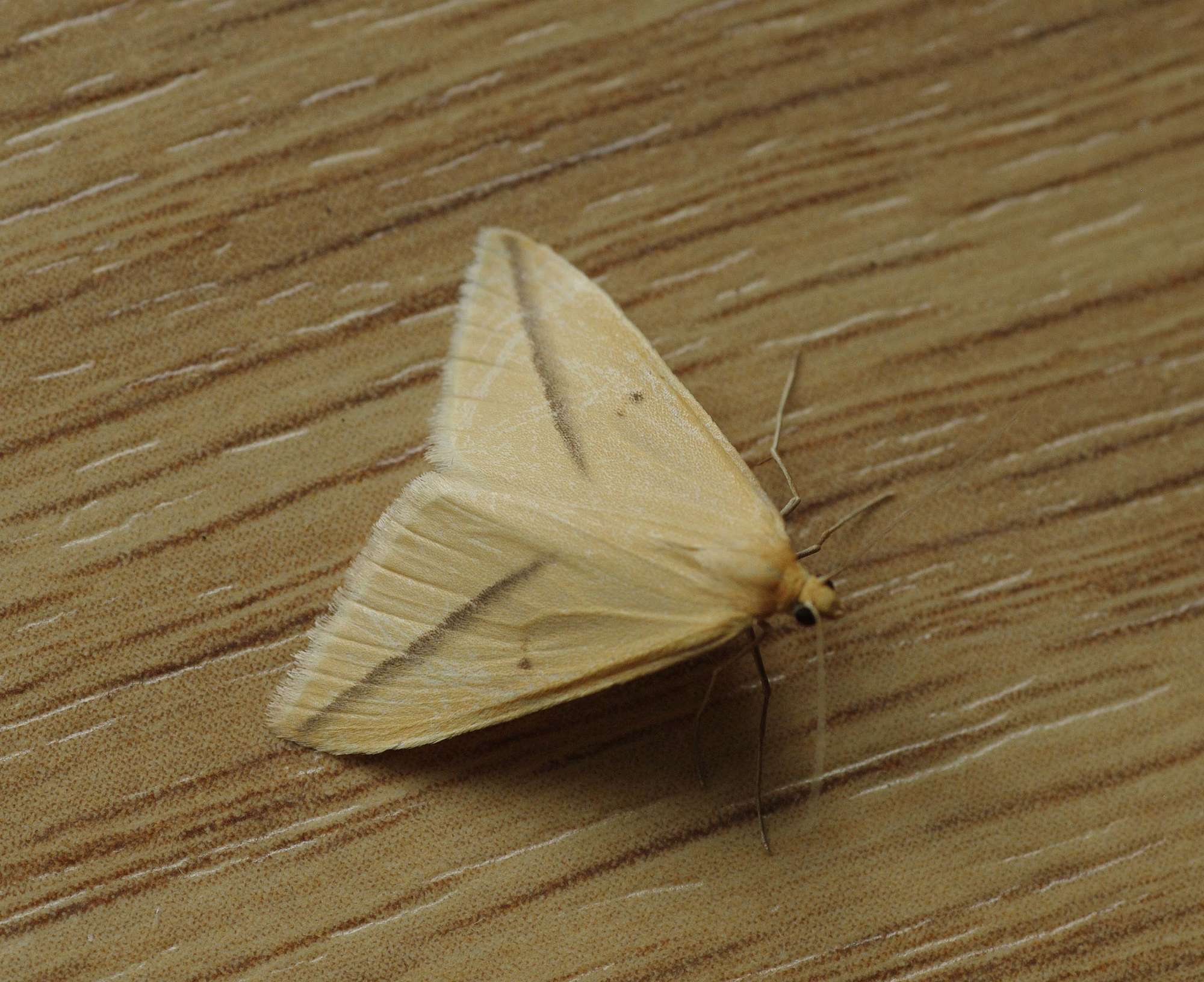 The Vestal (Rhodometra sacraria) photographed in Somerset by John Connolly