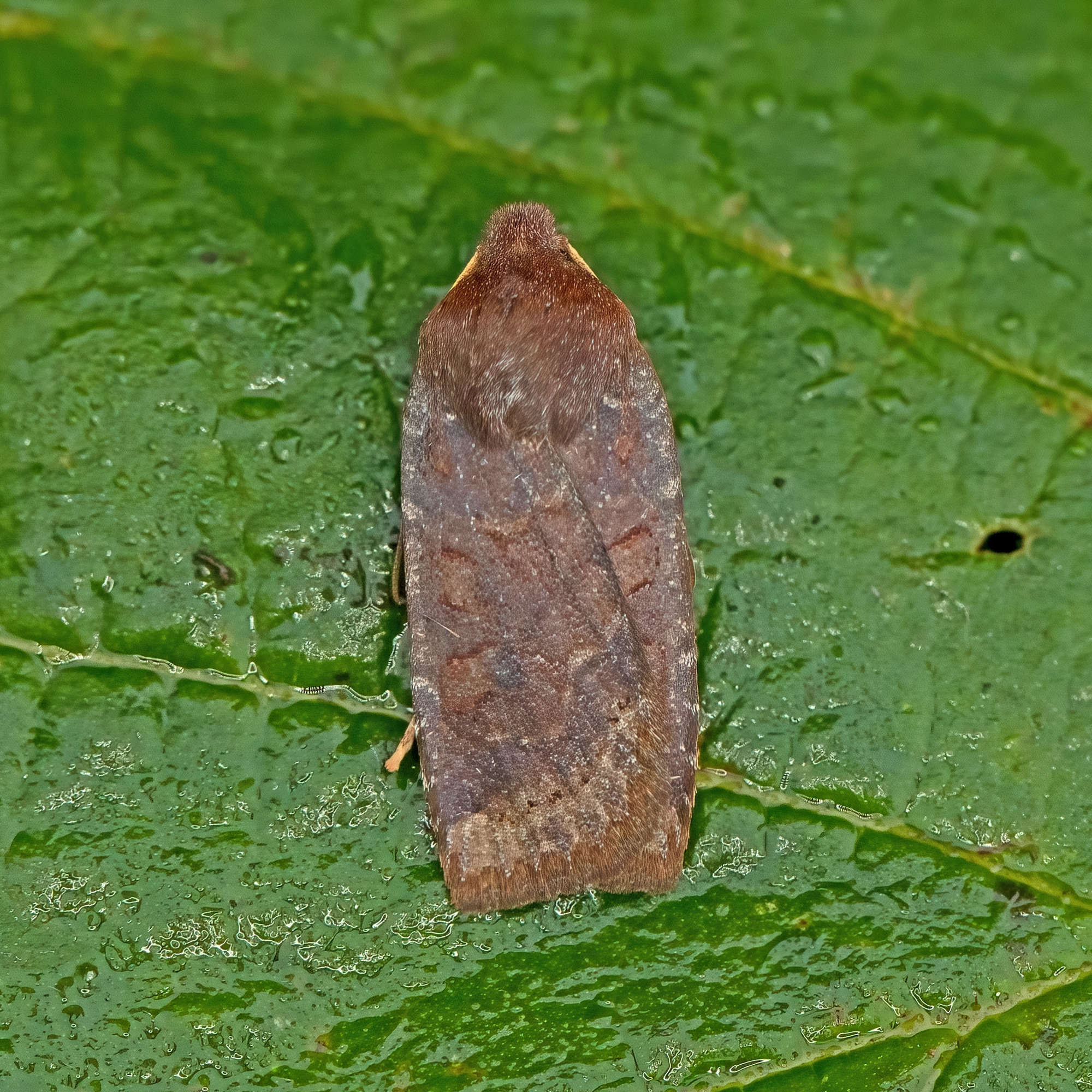 Dark Chestnut (Conistra ligula) photographed in Somerset by Nigel Voaden