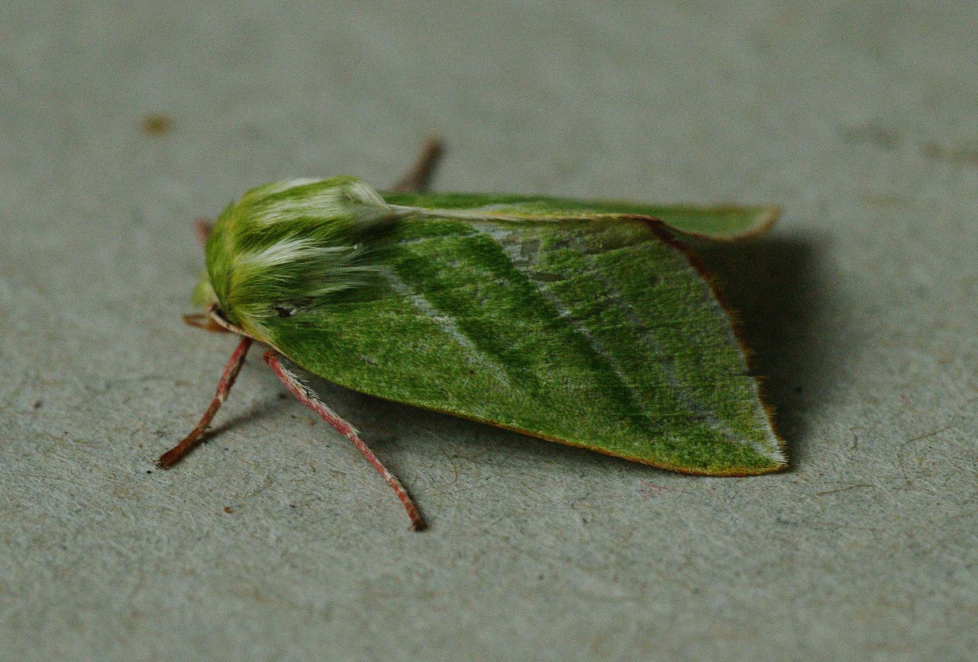 Green Silver-lines (Pseudoips prasinana) photographed in Somerset by John Connolly